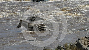 Tracking shot of a zebra entering the mara river in masai mara game reserve