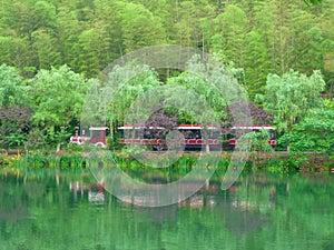 Turista il treno viaggio attraverso foresta 