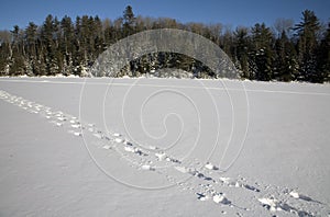 Tracks across a frozen lake