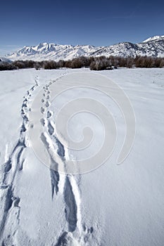 Tracks in a beautiful winter snowy rocky mountain landscape