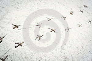 The tracks of birds walking in the fresh snow, in search of food.