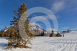 Tracks in Carcross Desert in Winter