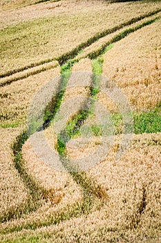 Tracks in the Cheshire countryside