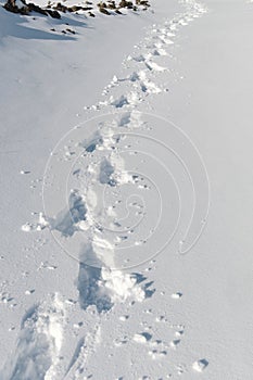 Tracks On The Deep Snow