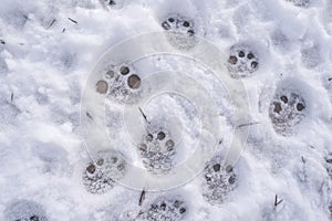 tracks from a dog or cat in snow