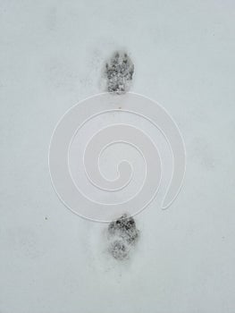 The tracks of a dog in the snow would be the tracks of a predator. Two animal tracks in the snow