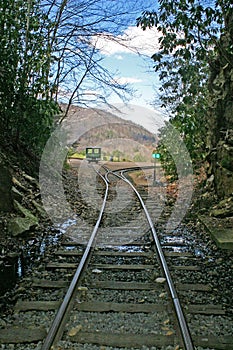 Tracks Emerging From the Woods