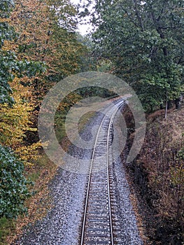 Tracks into the fall leaves