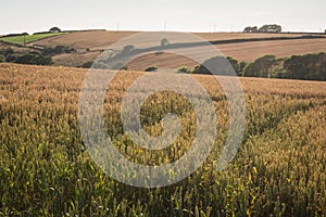 Tracks through the field of corn