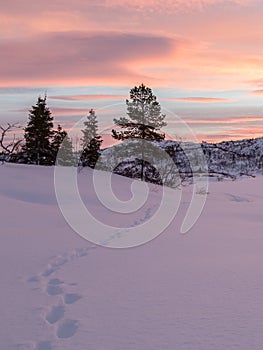 Tracks from a fox leading to some spruce trees in winter landscape with snow and beautiful sunrise, in Setesdal, Norway