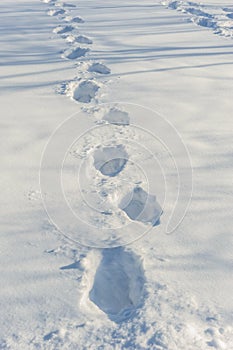 Tracks on fresh snow