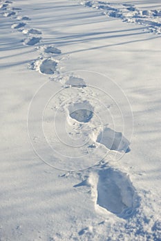 Tracks on fresh snow