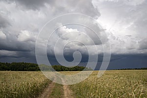 Tracks through grassland