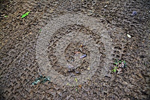 Tracks on mud