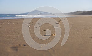 Tracks on sandy beach