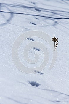 Tracks in the snow