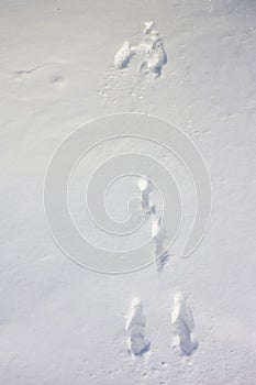 Tracks in the snow