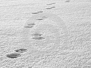 Tracks in the snow