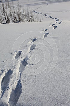 tracks on the snow. photo