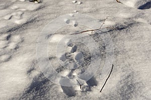 Tracks in snow of a hare Lepus and where he stop and tasted a spruit photo