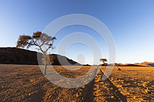 Tracks straight to the horizon in the desert