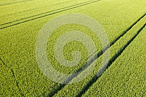 The tracks of a tractor in a green wheat field in Europe, France, Isere, the Alps, in summer, on a sunny day
