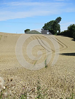 Tracks in wheat field