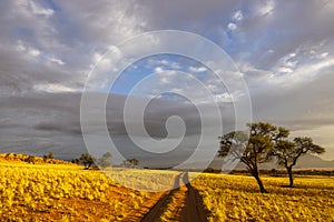 Tracks in the yellow dry grass of the desert