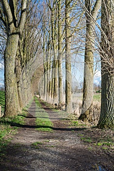 Trackway between tall bare trees