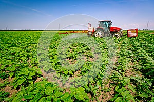 Tractor as spraying field of sunflower, as waving in wind, with sprayer, herbicide and pesticide