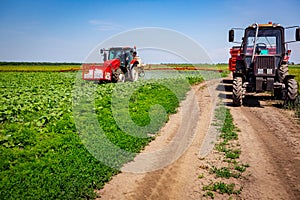 Tractor as spraying field of sunflower, as waving in wind, with sprayer, herbicide and pesticide