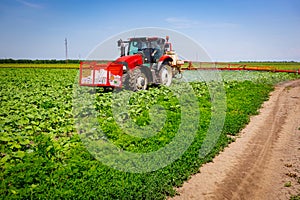 Tractor as spraying field of sunflower, as waving in wind, with sprayer, herbicide and pesticide