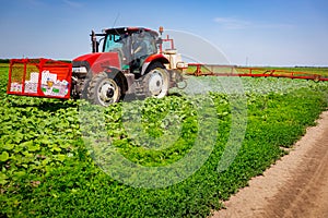 Tractor as spraying field of sunflower, as waving in wind, with sprayer, herbicide and pesticide