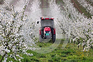 Tractor with atomizing sprayer spraying pesticides on cherry trees