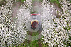 Tractor with atomizing sprayer spraying pesticides on cherry trees orchard