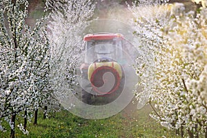 Tractor with atomizing sprayer spraying pesticides on cherry trees orchard spring