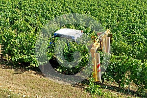 Tractor being used to prune the grape vines