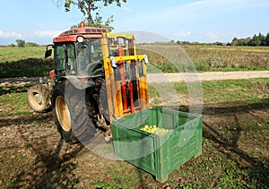 Tractor with a box lift carrying a large plastic bulk bin, for processing food, full of freshly picked apples