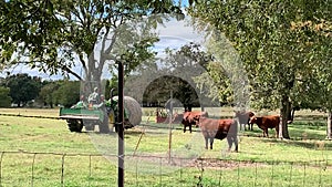 Tractor brings hay to cattle on a small farm in eastern Oklahoma in autumn.