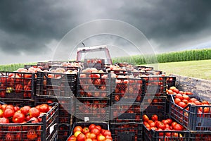 Tractor charged with crates filled by red tomatoes