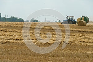 Tractor collects hay bales in the fields. A tractor with a trailer baling machine collects straw and makes round large bales for