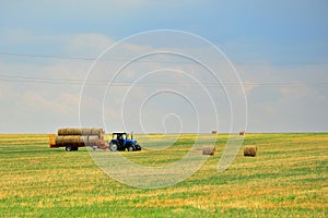 The tractor collects the hay in sheaves and takes it off the field after the mowing of the grain. Agroindustrial industry.