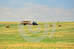 The tractor collects the hay in sheaves and takes it off the field after the mowing of the grain. Agroindustrial industry.