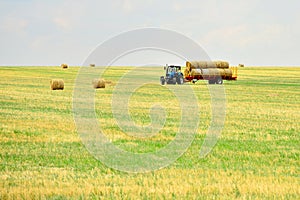 The tractor collects the hay in sheaves and takes it off the field after the mowing of the grain. Agroindustrial industry.