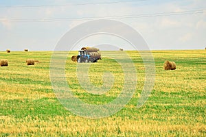 The tractor collects the hay in sheaves and takes it off the field after the mowing of the grain. Agroindustrial industry.