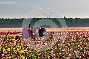 Tractor in colorful tulip filed in Woodburn, Oregon