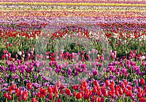 Tractor in colorful tulip filed in Woodburn, Oregon