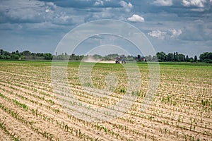 Tractor in the corn maize field