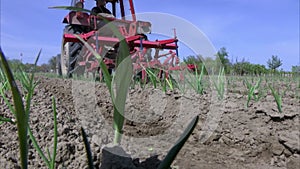 Tractor cultivates land planted with onions