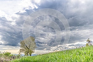 A tractor cultivates a plowed field in the spring